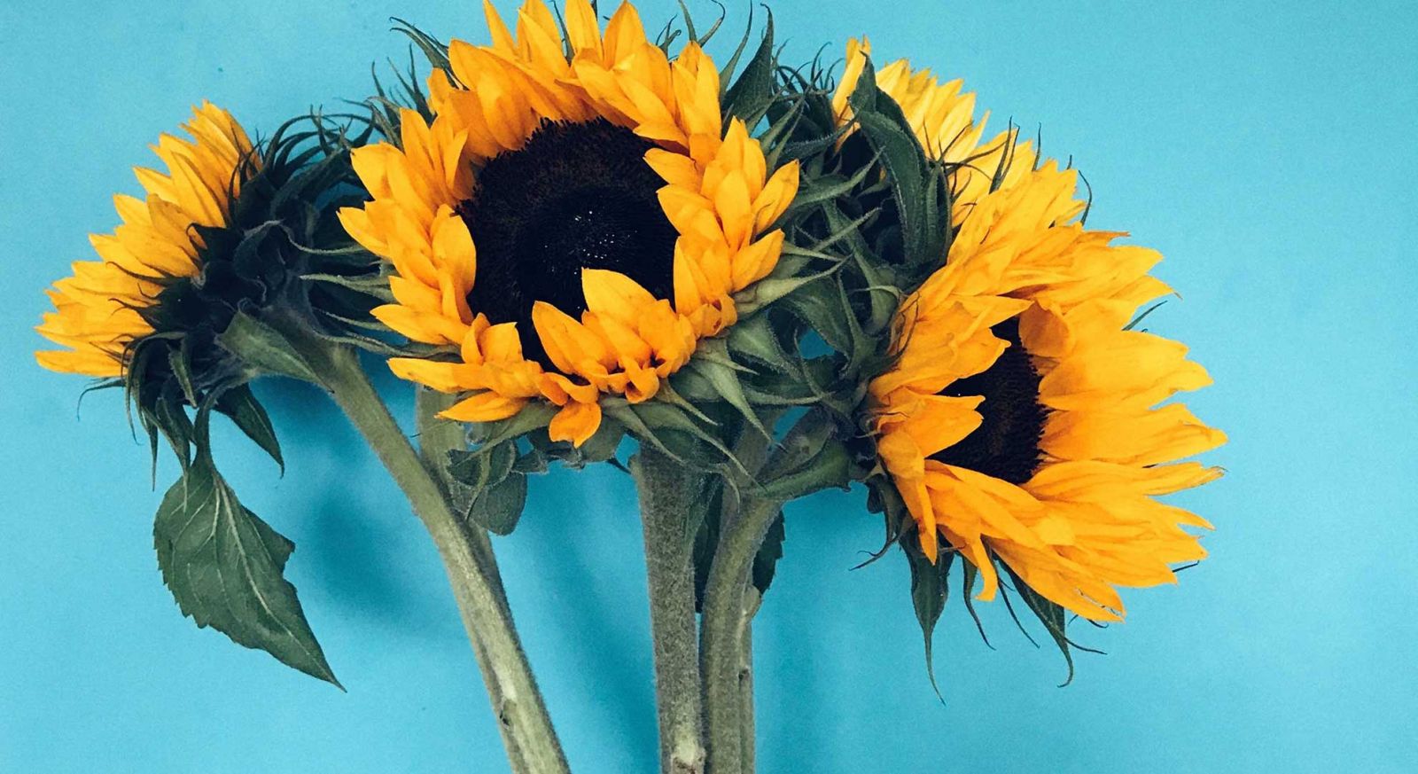Mindful Sunflowers banner image