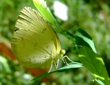 Yellow_Butterfly