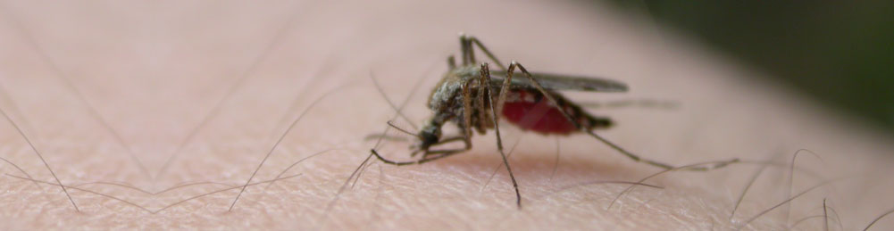 Mosquitoes
