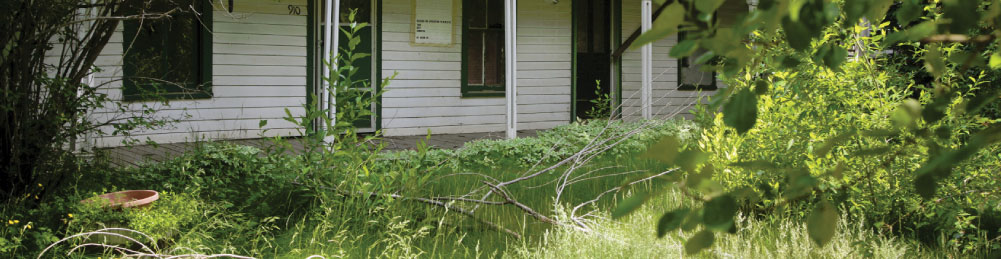 Overgrown Property