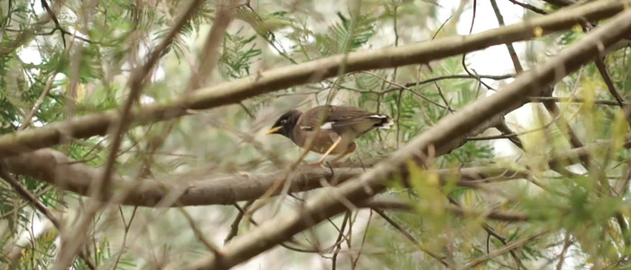 Indian Myna