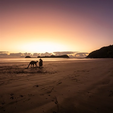 CapeHillsWallabyExp_027.jpg