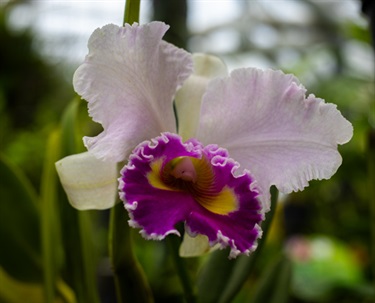 Orchid house 66