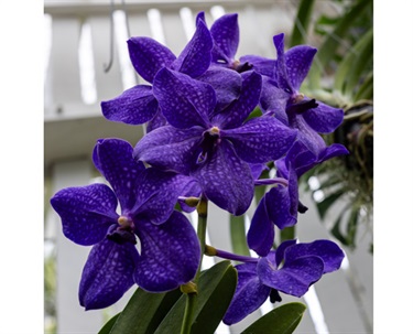 Orchid house 68