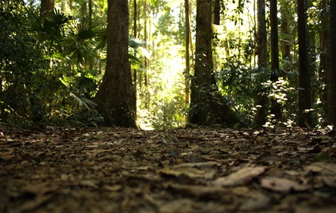 Eungella-National-Park-26.jpg
