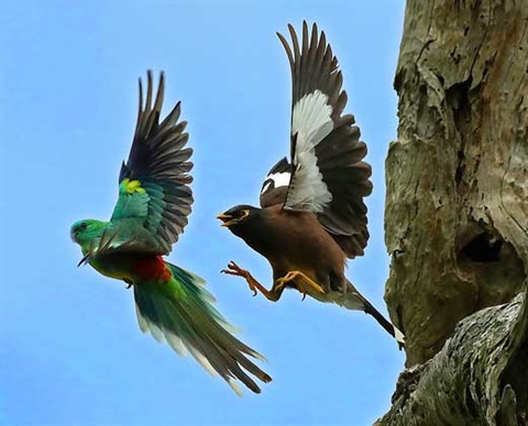 red rumped grass parrot being harassed by indian myner